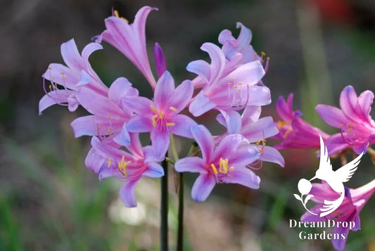 Spider Lily - Fairy Pink and Electric Blue - Lycoris — DreamDrop Gardens photo 1