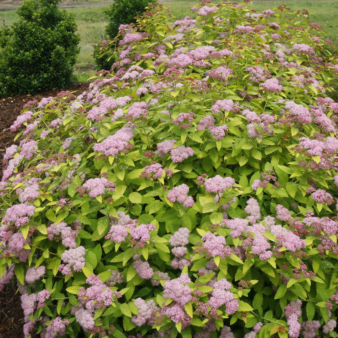 Spirea - Japanese - DOUBLE PLAY BIG BANG