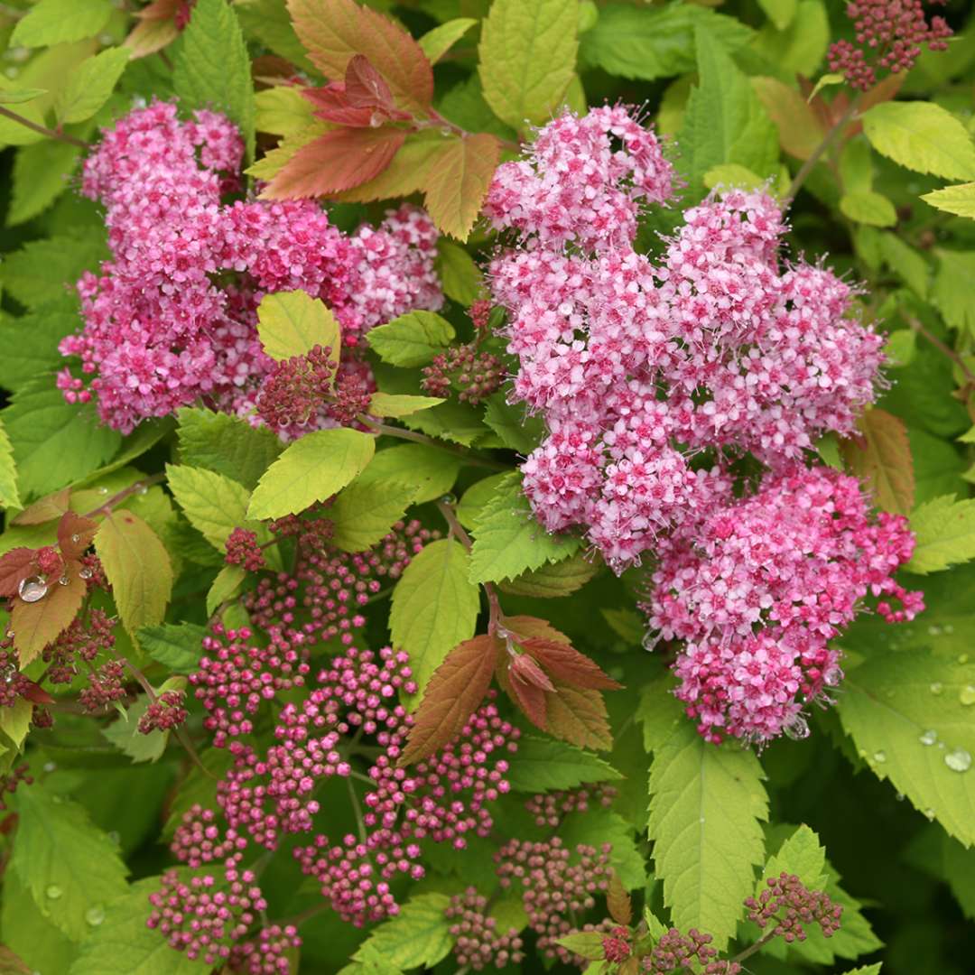 Spirea - Japanese - DOUBLE PLAY BIG BANG