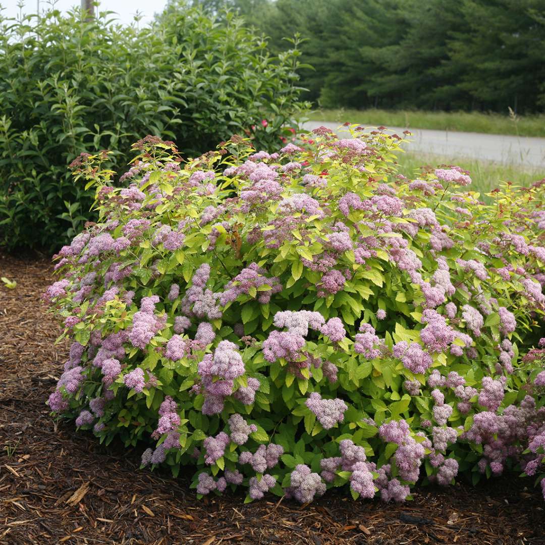 Spirea - Japanese - DOUBLE PLAY BIG BANG