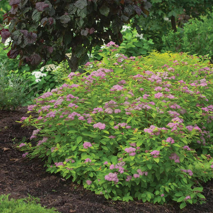Spirea - Japanese - DOUBLE PLAY BIG BANG