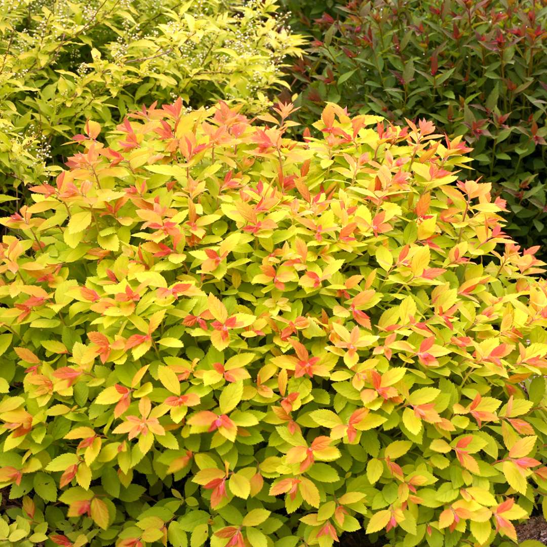 Spirea - Japanese - DOUBLE PLAY BIG BANG