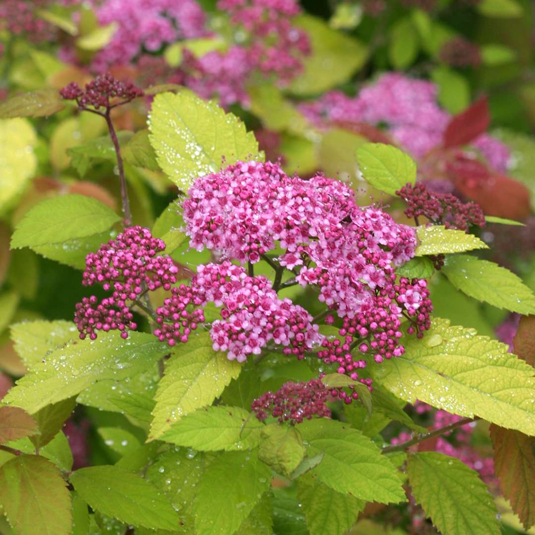 Spirea - Japanese - DOUBLE PLAY BIG BANG
