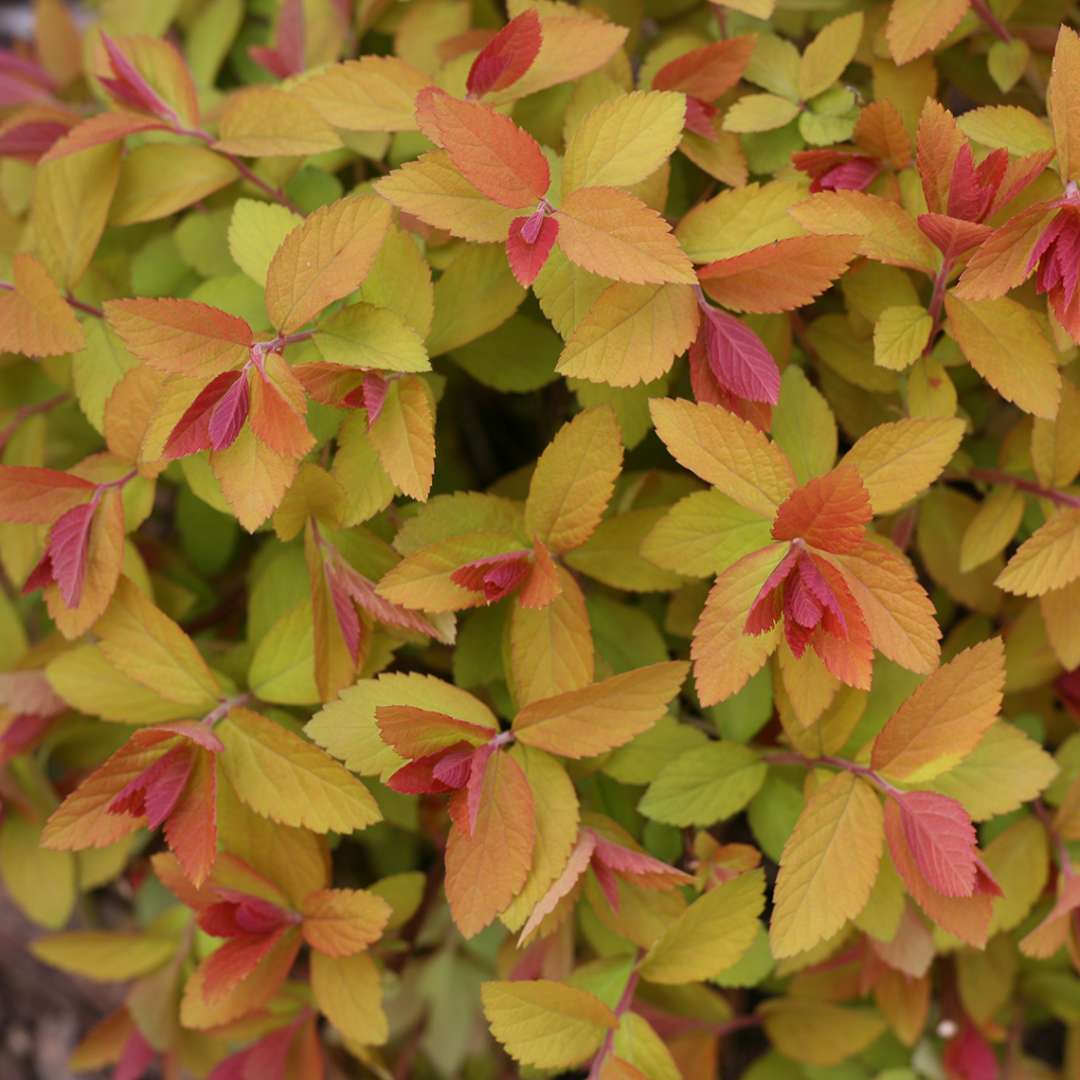 Spirea - Japanese - DOUBLE PLAY BIG BANG