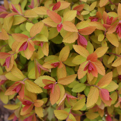 Spirea - Japanese - DOUBLE PLAY BIG BANG