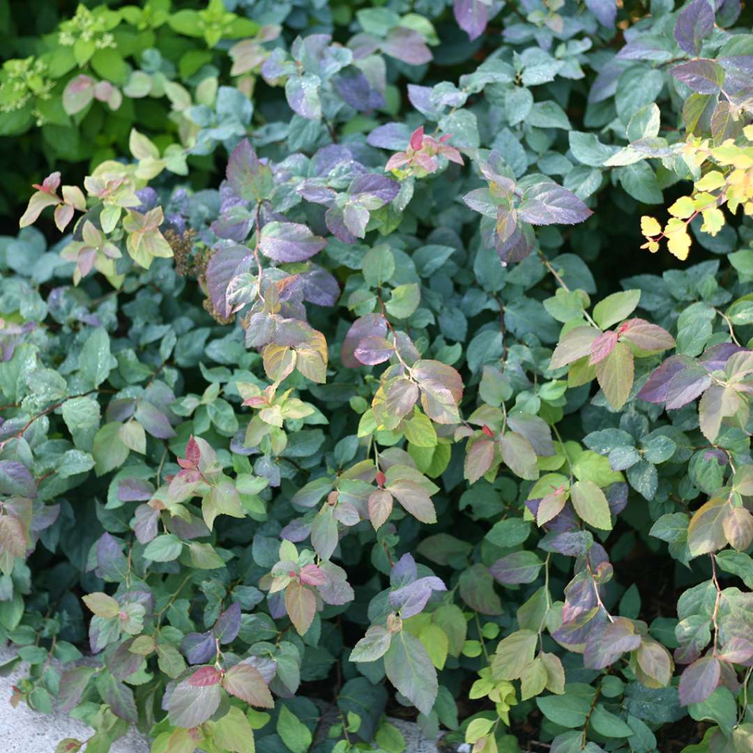 Spirea - DOUBLE PLAY BLUE KAZOO