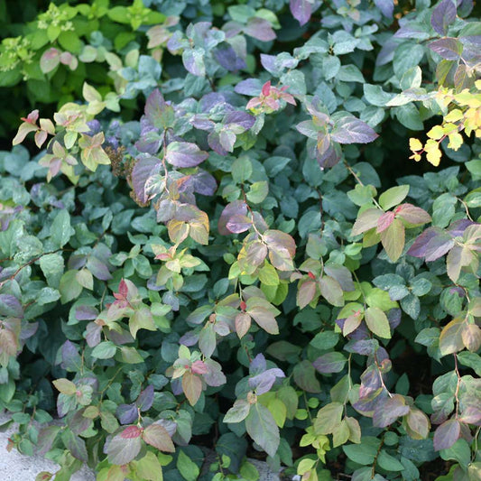 Spirea - DOUBLE PLAY BLUE KAZOO