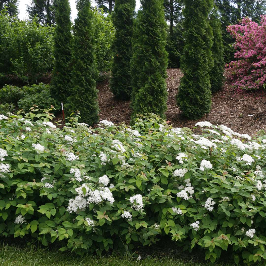 Spirea - DOUBLE PLAY BLUE KAZOO
