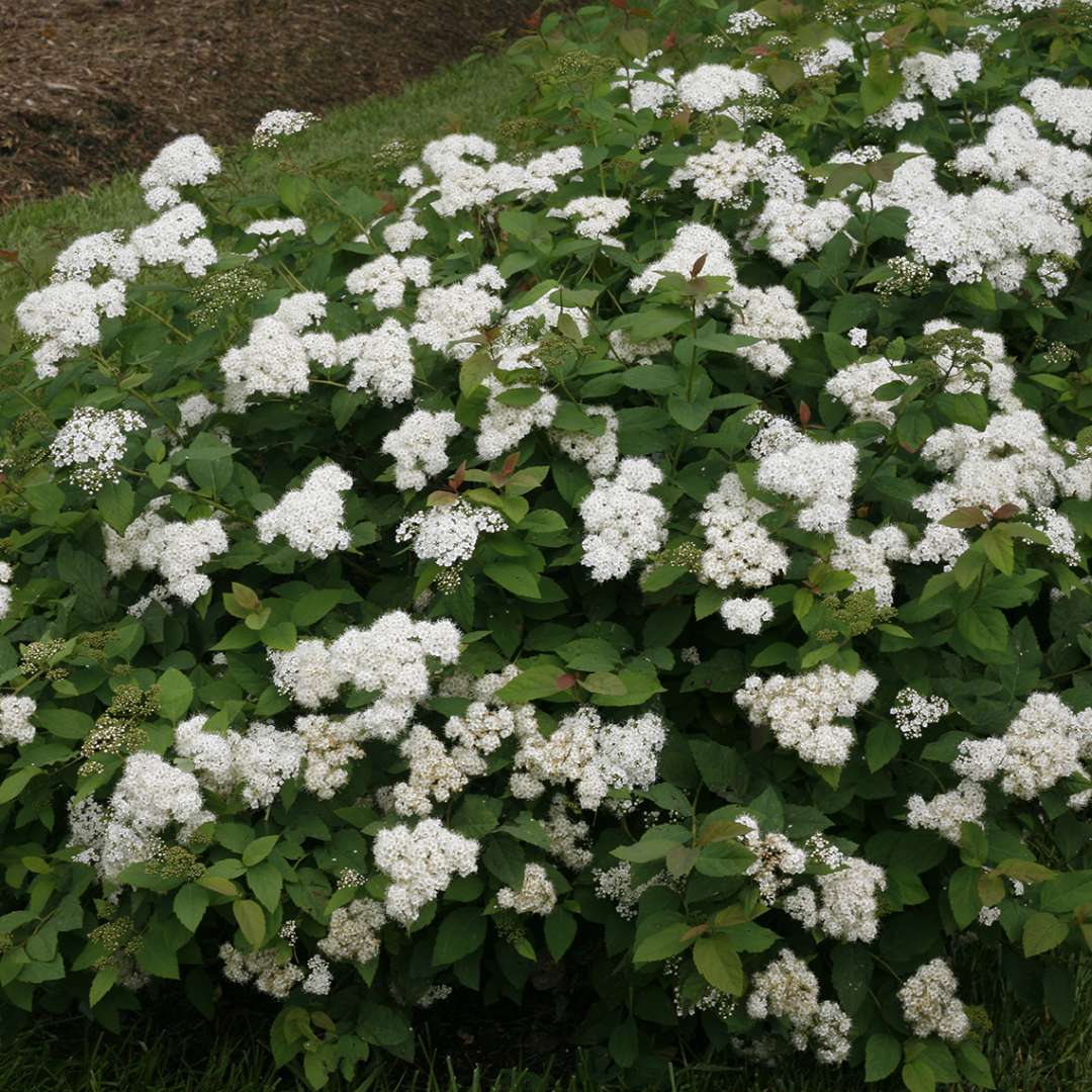 Spirea - DOUBLE PLAY BLUE KAZOO