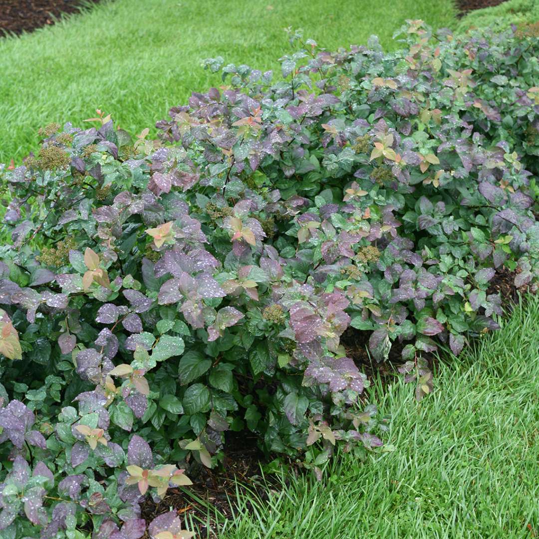 Spirea - DOUBLE PLAY BLUE KAZOO