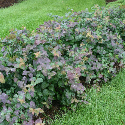Spirea - DOUBLE PLAY BLUE KAZOO