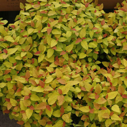 Spirea - Japanese - DOUBLE PLAY CANDY CORN