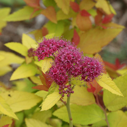 Spirea - Japanese - DOUBLE PLAY CANDY CORN