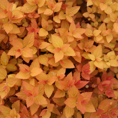 Spirea - Japanese - DOUBLE PLAY CANDY CORN