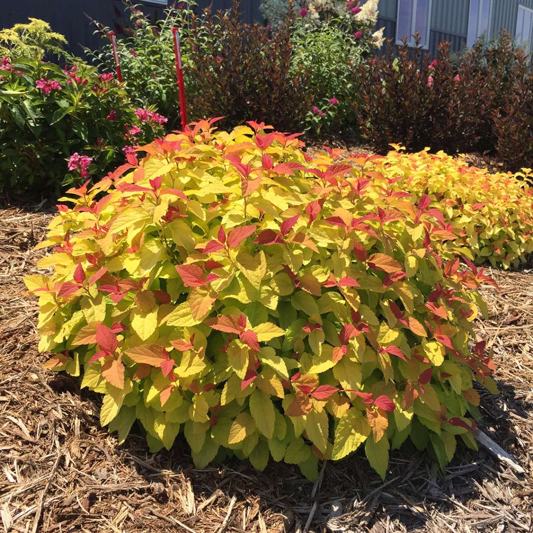Spirea - Japanese - DOUBLE PLAY CANDY CORN