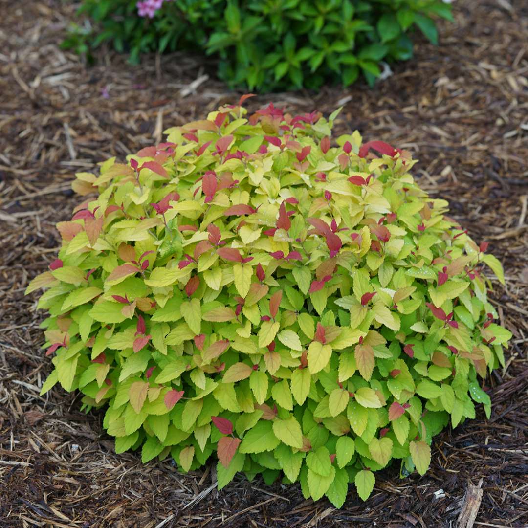 Spirea - Japanese - DOUBLE PLAY CANDY CORN