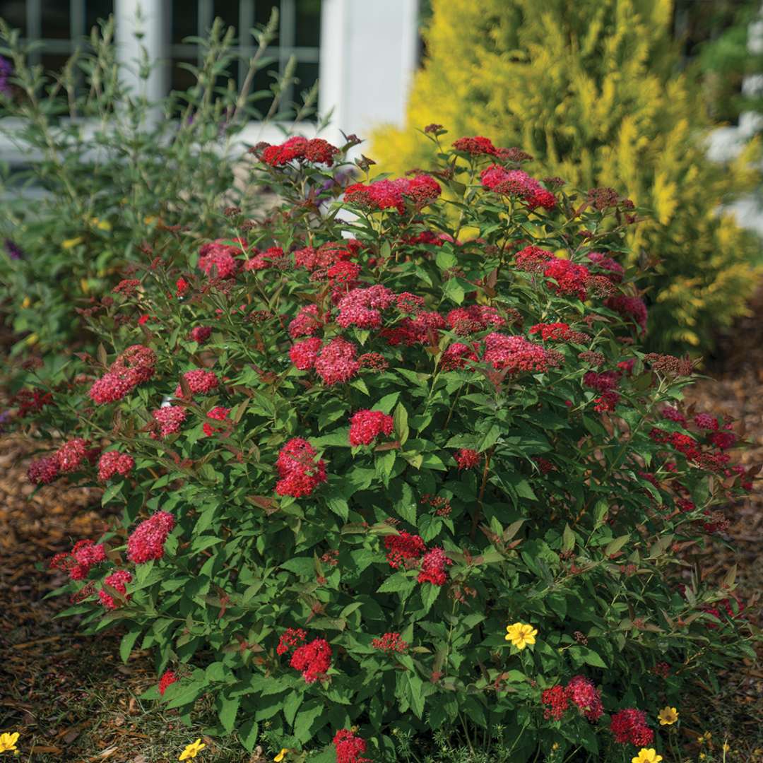 Spirea - Japanese - DOUBLE PLAY DOOZIE