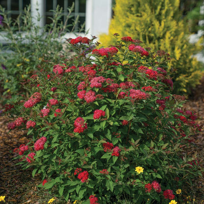 Spirea - Japanese - DOUBLE PLAY DOOZIE