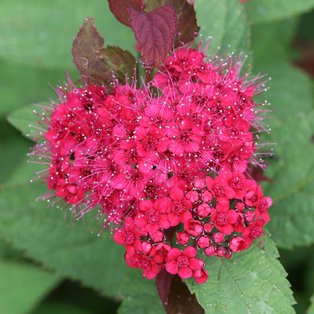 Spirea - Japanese - DOUBLE PLAY DOOZIE