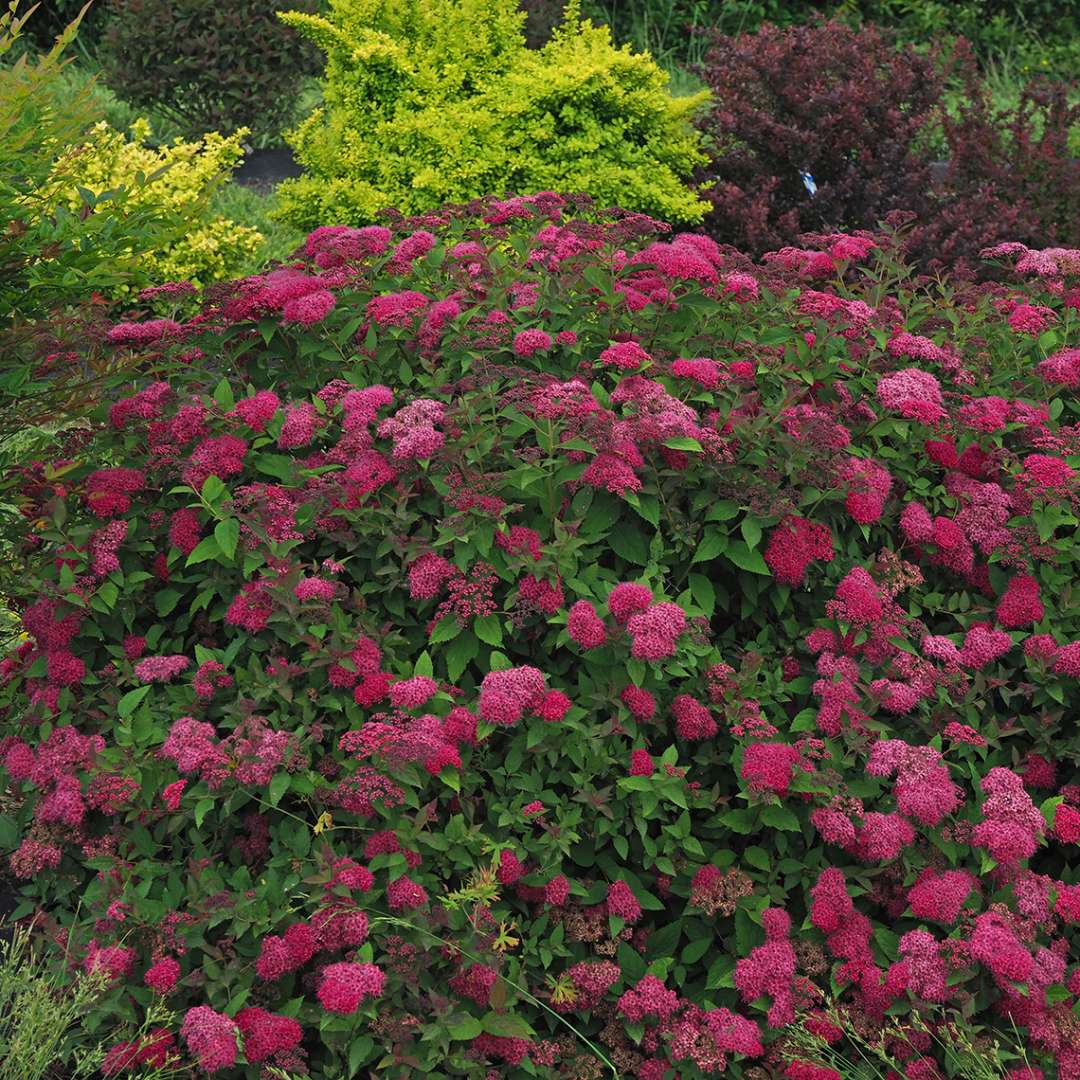 Spirea - Japanese - DOUBLE PLAY DOOZIE