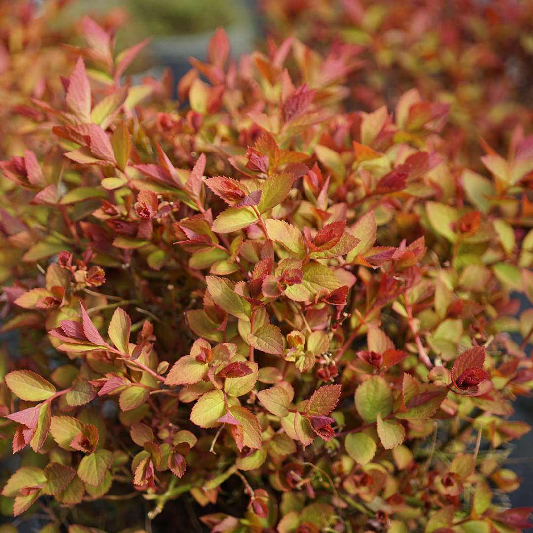 Spirea - Japanese - DOUBLE PLAY DOOZIE