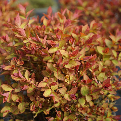 Spirea - Japanese - DOUBLE PLAY DOOZIE