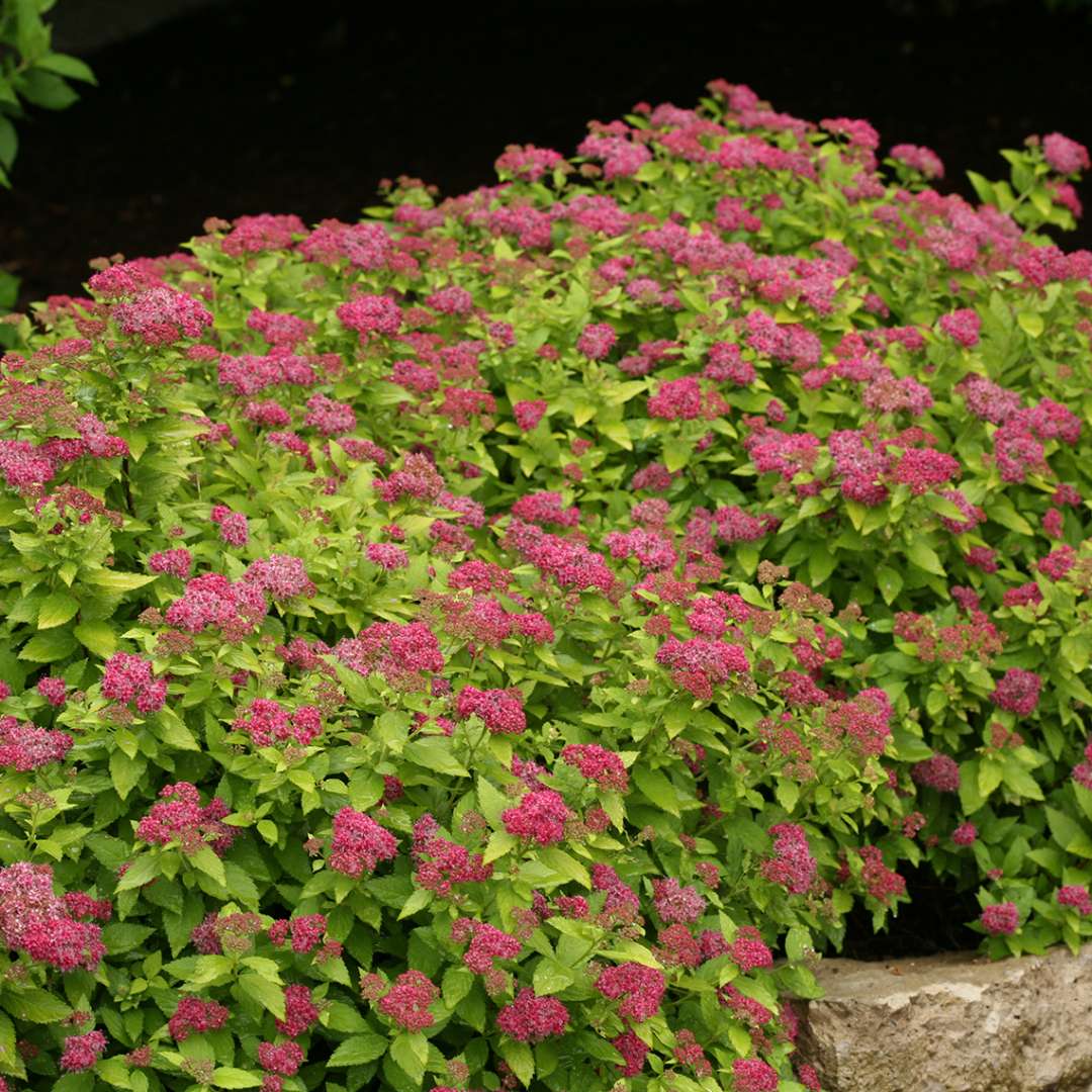 Spirea - Japanese - DOUBLE PLAY Gold