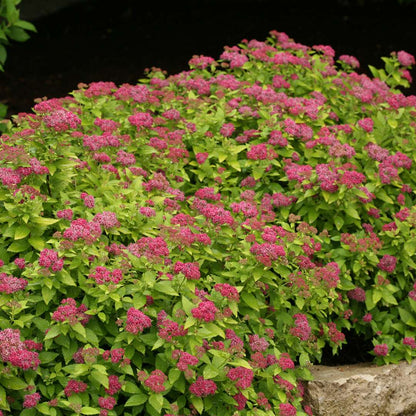 Spirea - Japanese - DOUBLE PLAY Gold
