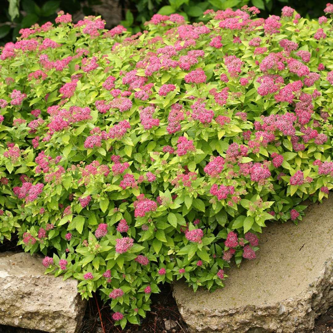 Spirea - Japanese - DOUBLE PLAY Gold
