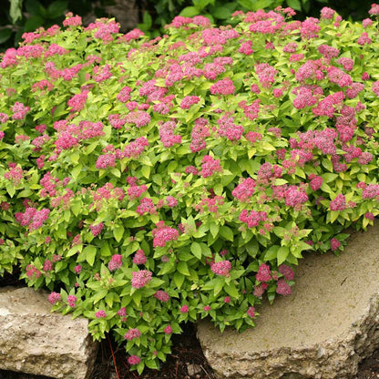 Spirea - Japanese - DOUBLE PLAY Gold