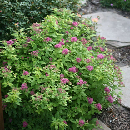 Spirea - Japanese - DOUBLE PLAY Gold