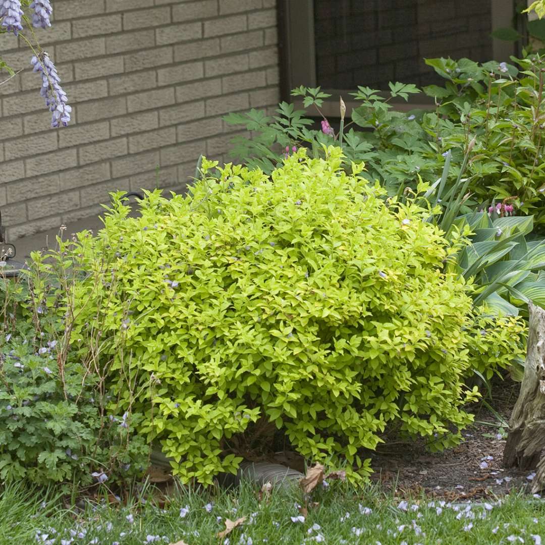 Spirea - Japanese - DOUBLE PLAY Gold