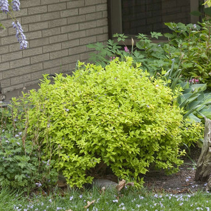 Spirea - Japanese - DOUBLE PLAY Gold