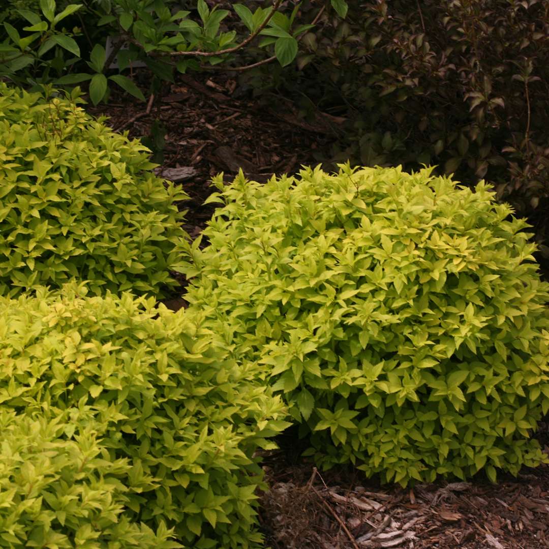 Spirea - Japanese - DOUBLE PLAY Gold