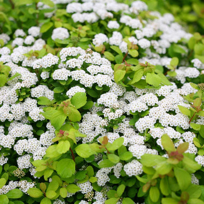 Spirea - Birch Leaf - GLOW GIRL