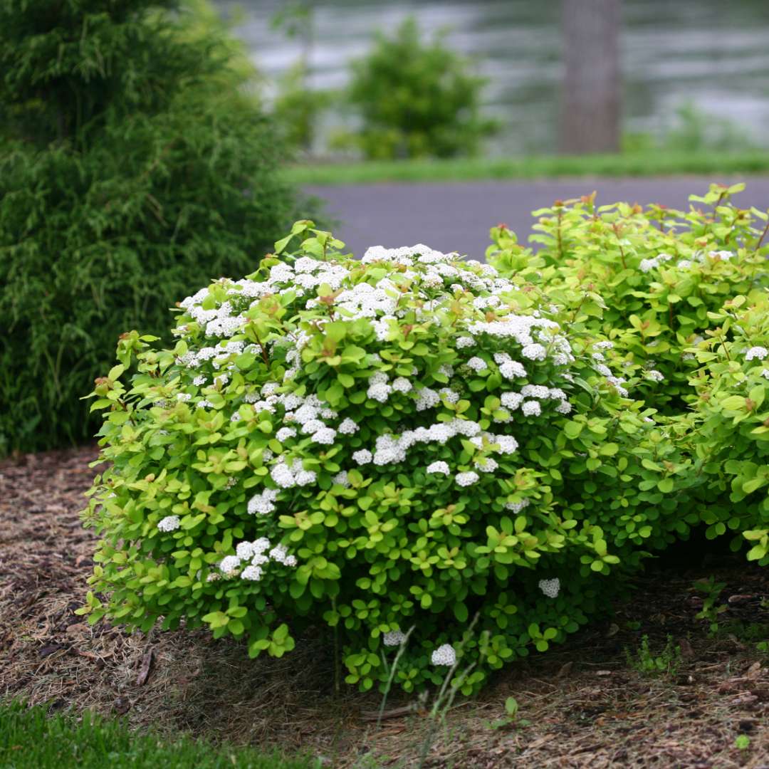 Spirea - Birch Leaf - GLOW GIRL