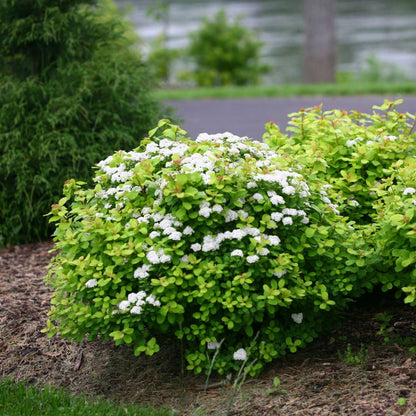 Spirea - Birch Leaf - GLOW GIRL