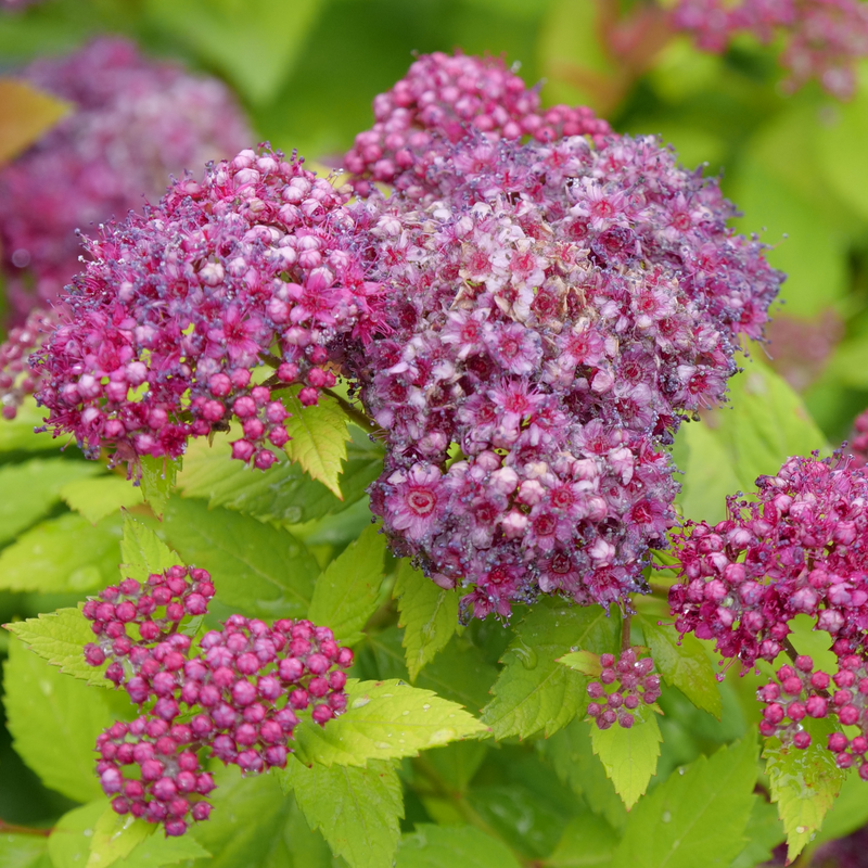 Spirea - DOUBLE PLAY DOLLY