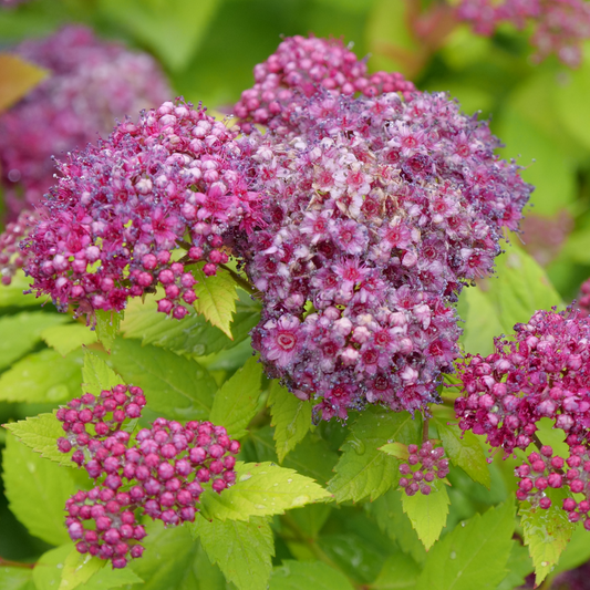 Spirea - DOUBLE PLAY DOLLY