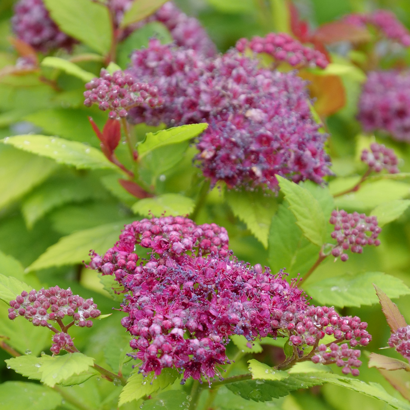 Spirea - DOUBLE PLAY DOLLY