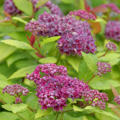 Spirea - DOUBLE PLAY DOLLY