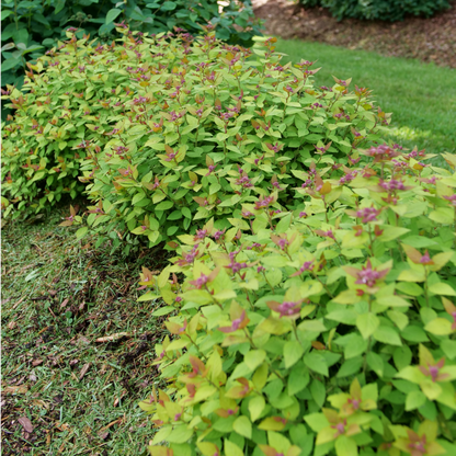 Spirea - DOUBLE PLAY DOLLY