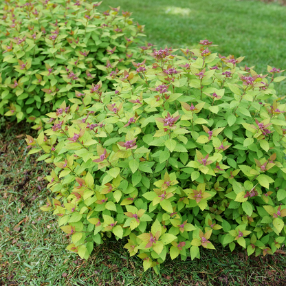 Spirea - DOUBLE PLAY DOLLY