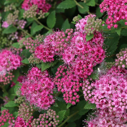 Spirea - DOUBLE PLAY PRINCESS