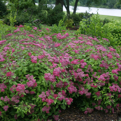 Rose - Sunbelt Savannah