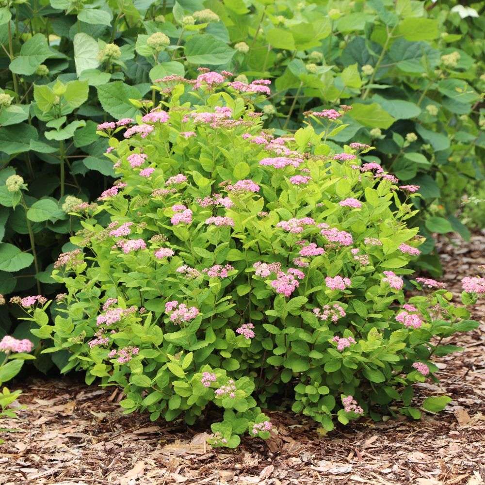 Birch Leaf Spirea - GLOW GIRL PINK