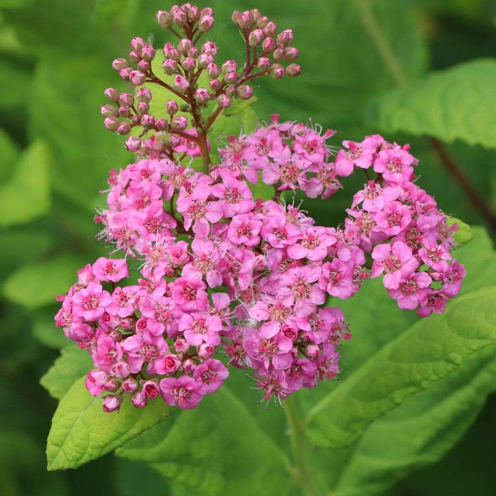 Birch Leaf Spirea - GLOW GIRL PINK