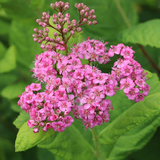 Birch Leaf Spirea - GLOW GIRL PINK