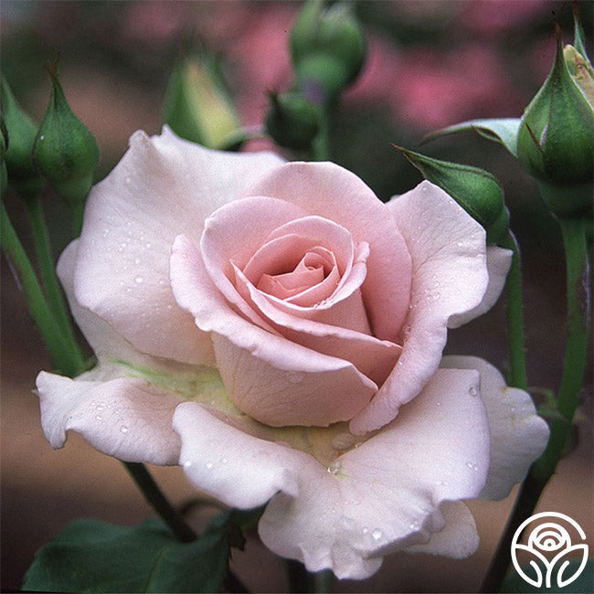 Rose - Stainless Steel