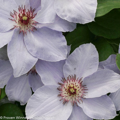 Clematis - Still Waters